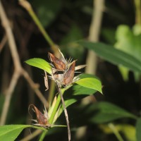 Barleria prionitis L.